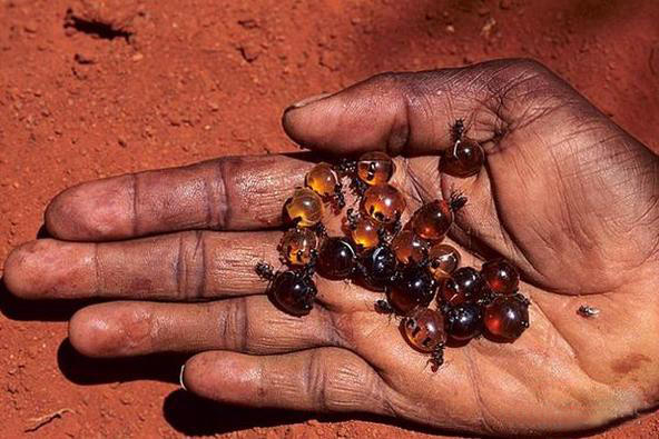 蜜罐|花蜜|蚁后_新浪新闻