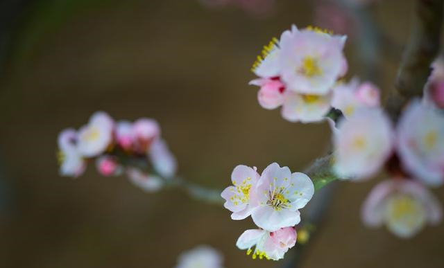 暮春有多美?几句诗词为你展现|诗词|苏溪亭|落花|杨花|窗纱_新浪新闻