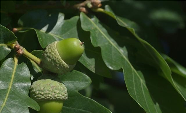 农村一植物,儿时拿来当“陀螺”,现在一斤卖36元,遇见别再错过|周围|橡子|价值|果实|栎树_新浪新闻