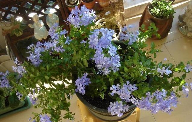 养蓝雪花巧用3种肥枝条多又壮一开就爆盆清凉又好看