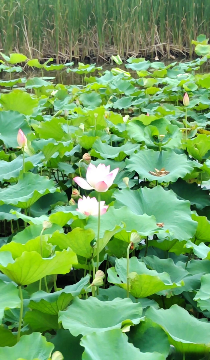平顶山市白鹭洲湿地公园里莲花正在盛开,红的,粉的,漂亮极了