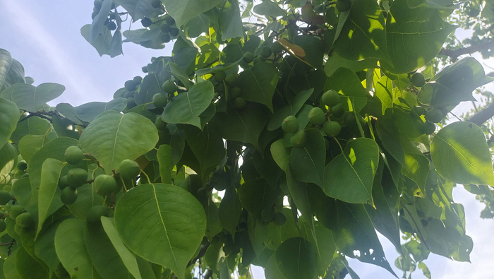 植物果实欣赏:乌桕果实