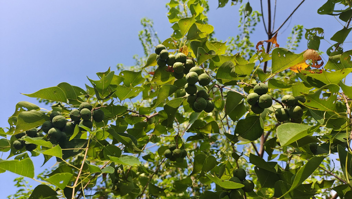 植物果实欣赏:乌桕果实