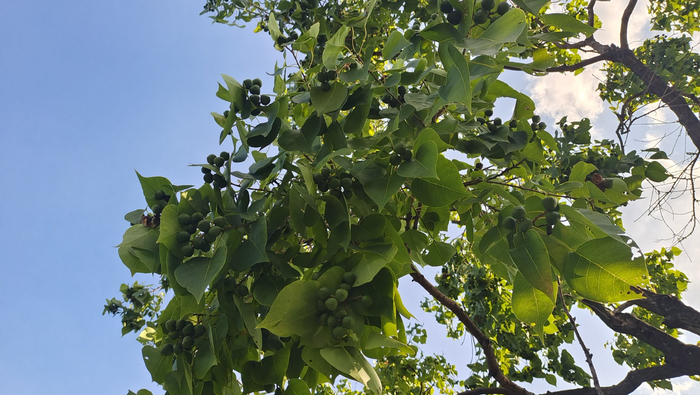植物果实欣赏:乌桕果实