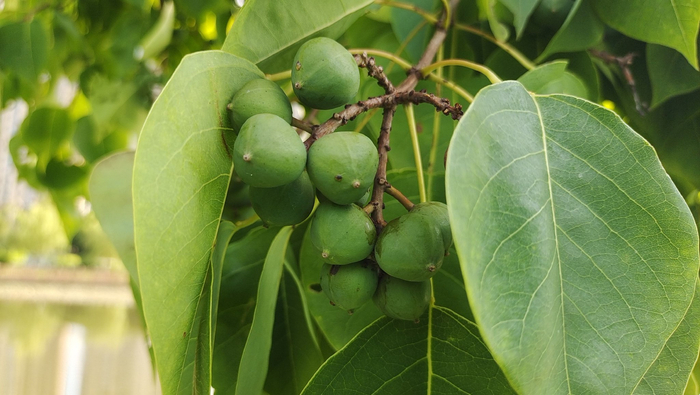 植物果实欣赏:乌桕果实