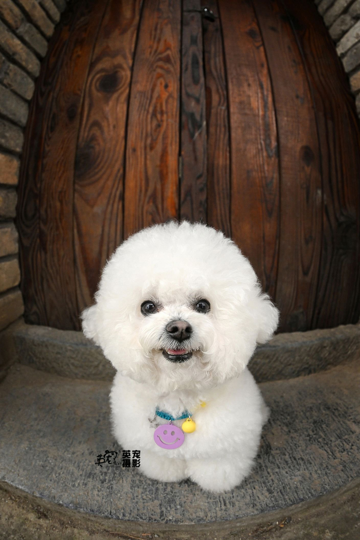 啊,怎么回事为什么这个毛球球会飞?