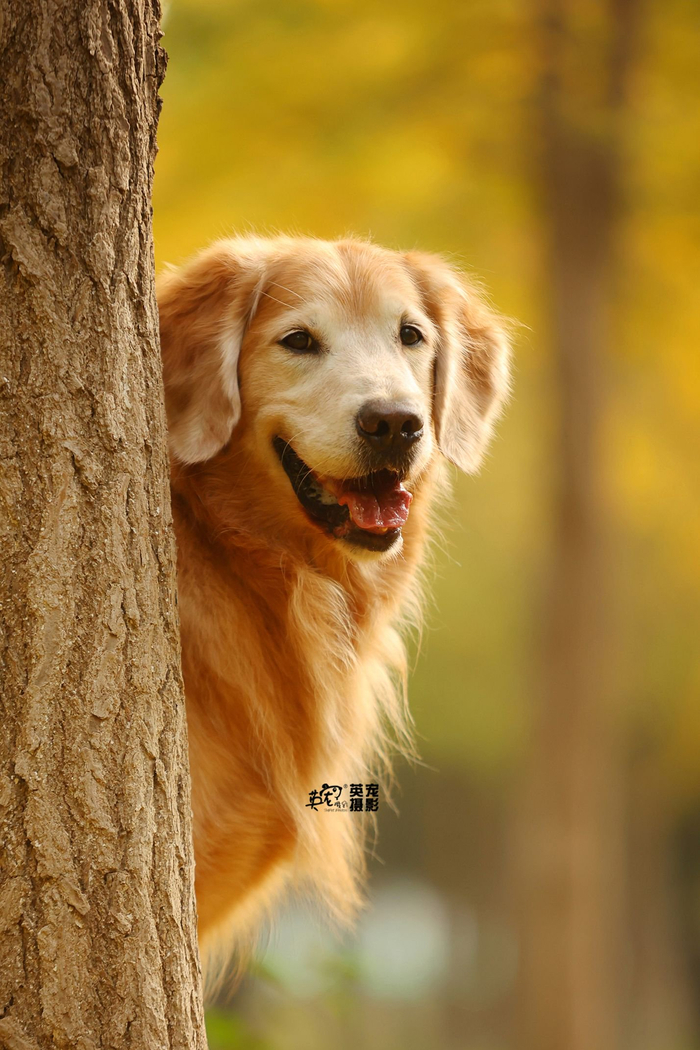 大金毛的秋天真的很金色
