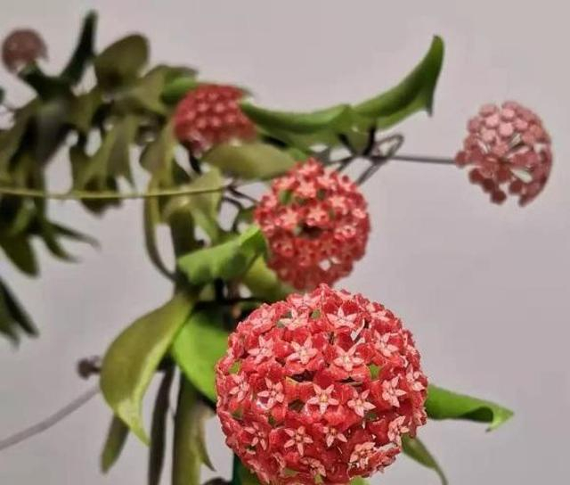 球兰怎么养?养了大半年,只长了1对叶子,种球兰花盆|阳台|排水孔|植物|花土|根系_新浪新闻