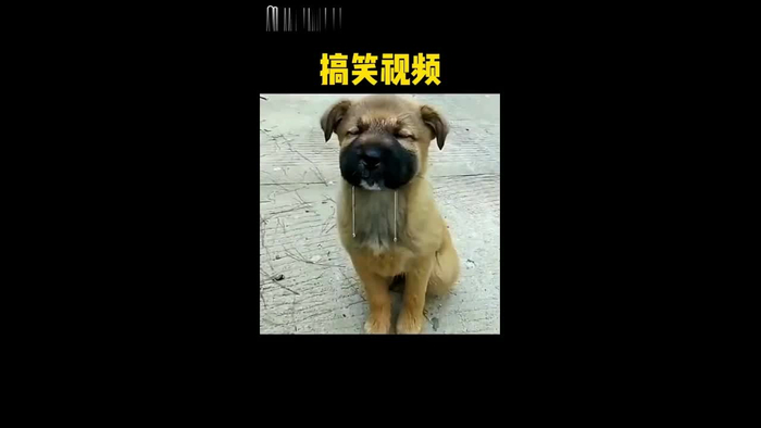 搞笑视频:憋住别笑