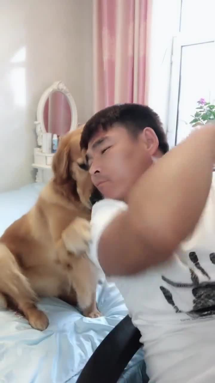 金毛妞妞太黏人了,男主人都被气得抓狂,太逗了!