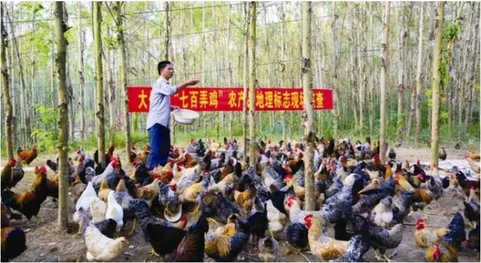 立法助力七百弄鸡“展翅高飞”
