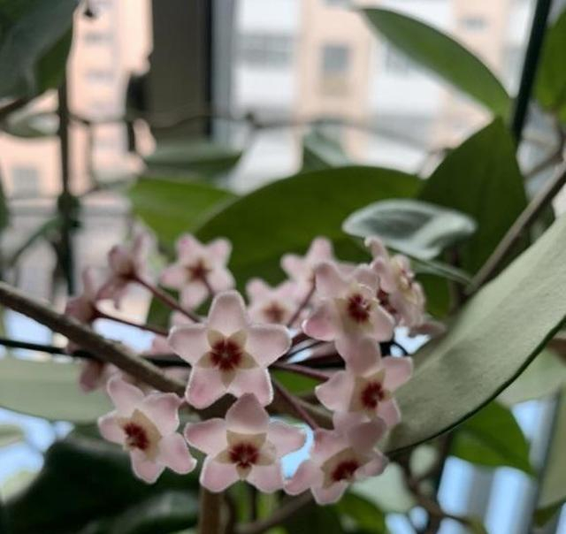 球兰怎么养?养了大半年,只长了1对叶子,种球兰花盆|阳台|排水孔|植物|花土|根系_新浪新闻