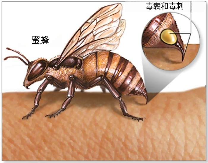 只是与人类关系更亲密的西方蜜蜂