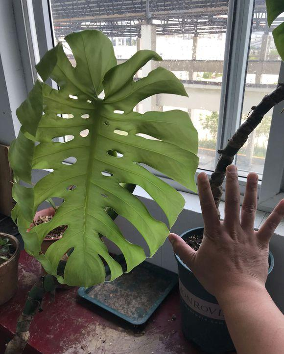 龟背竹养了四五年了，就是不开背，学会这3点，一周就开背超漂亮