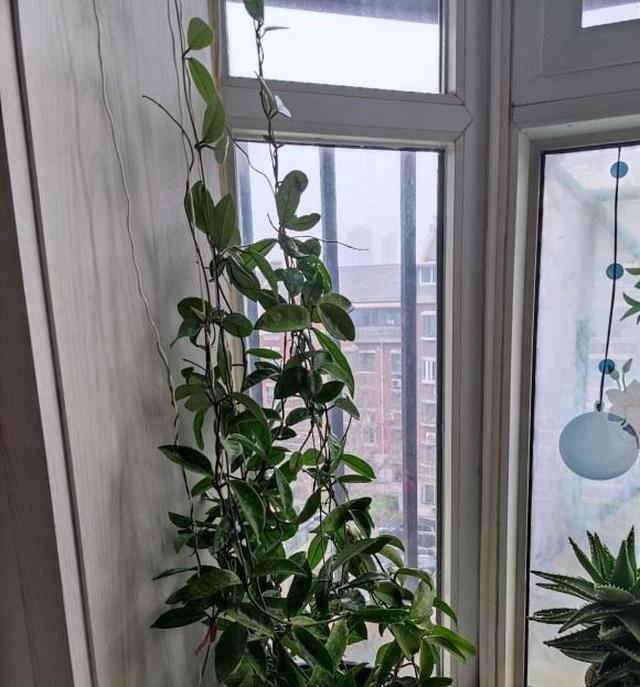 球兰怎么养?养了大半年,只长了1对叶子,种球兰花盆|球兰|花盆|排水孔_新浪新闻