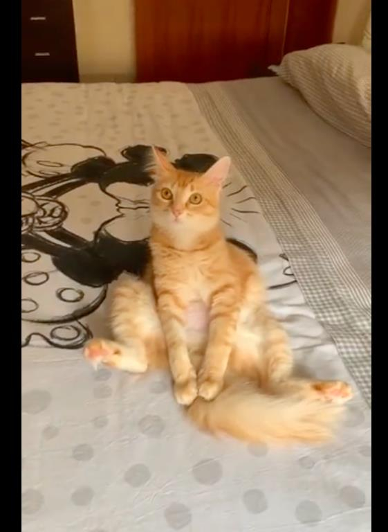 猫咪在家里坐在床上发呆,主人回来也没有一点反应,在思考喵生?