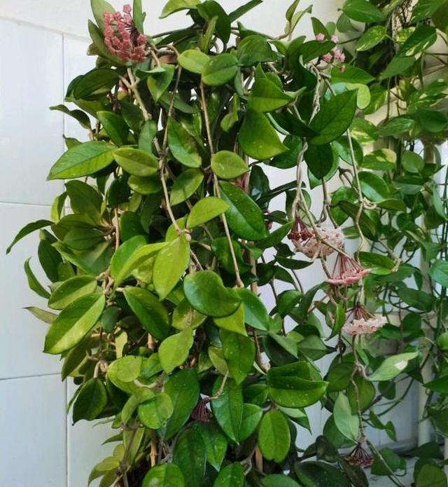球兰怎么养?养了大半年,只长了1对叶子,种球兰花盆|阳台|排水孔|植物|花土|根系_新浪新闻