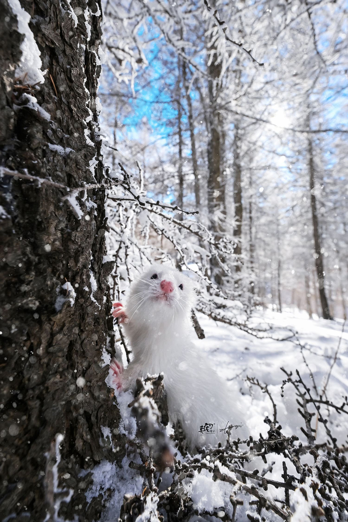雪貂不愧是雪貂啊!