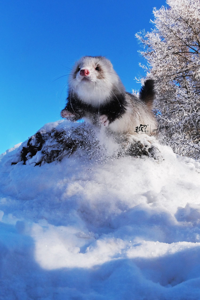 雪貂不愧是雪貂啊