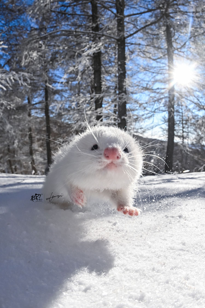 雪貂不愧是雪貂啊