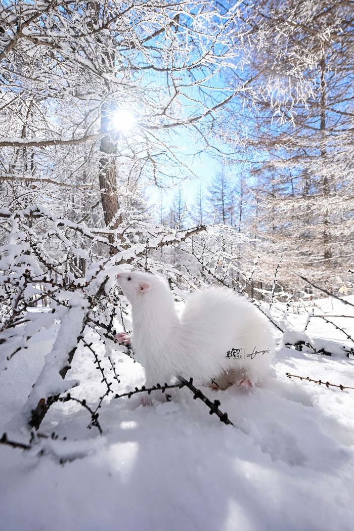 雪貂不愧是雪貂啊