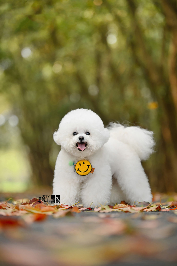 啊,怎么回事为什么这个毛球球会飞?