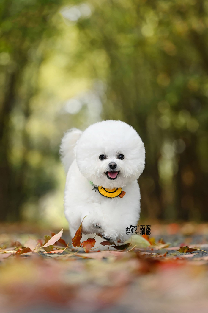 啊,怎么回事为什么这个毛球球会飞?