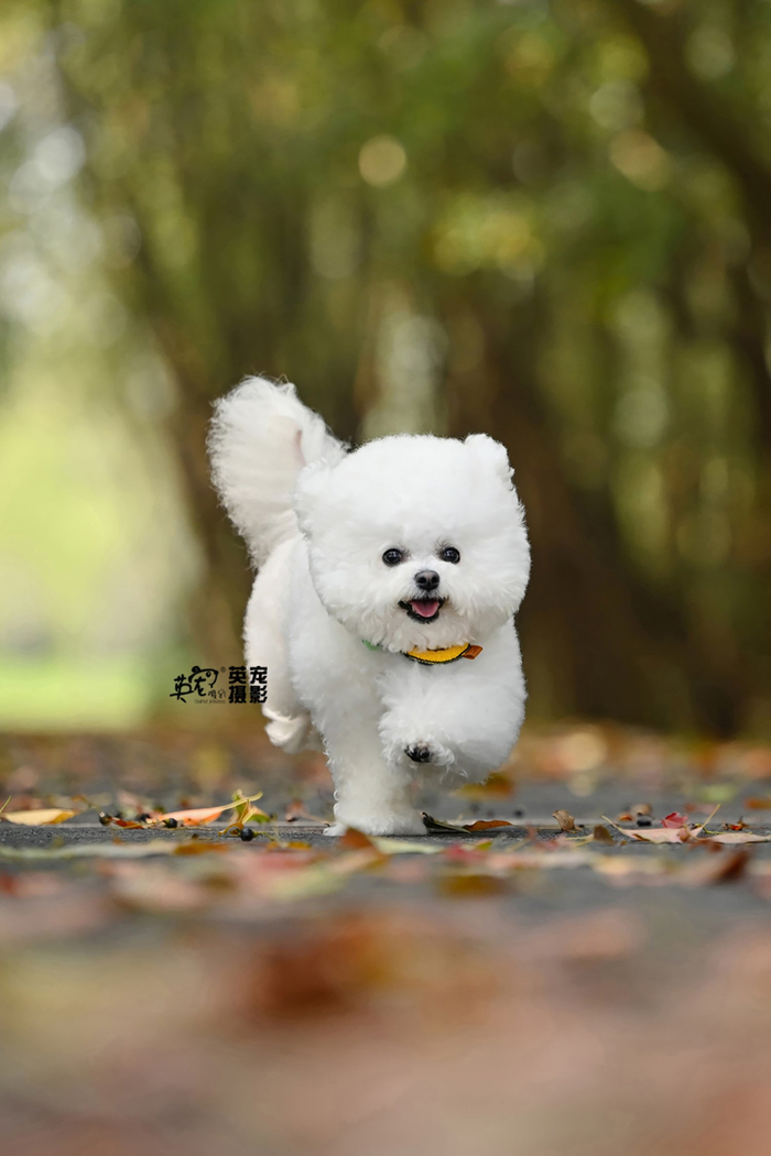 啊,怎么回事为什么这个毛球球会飞?