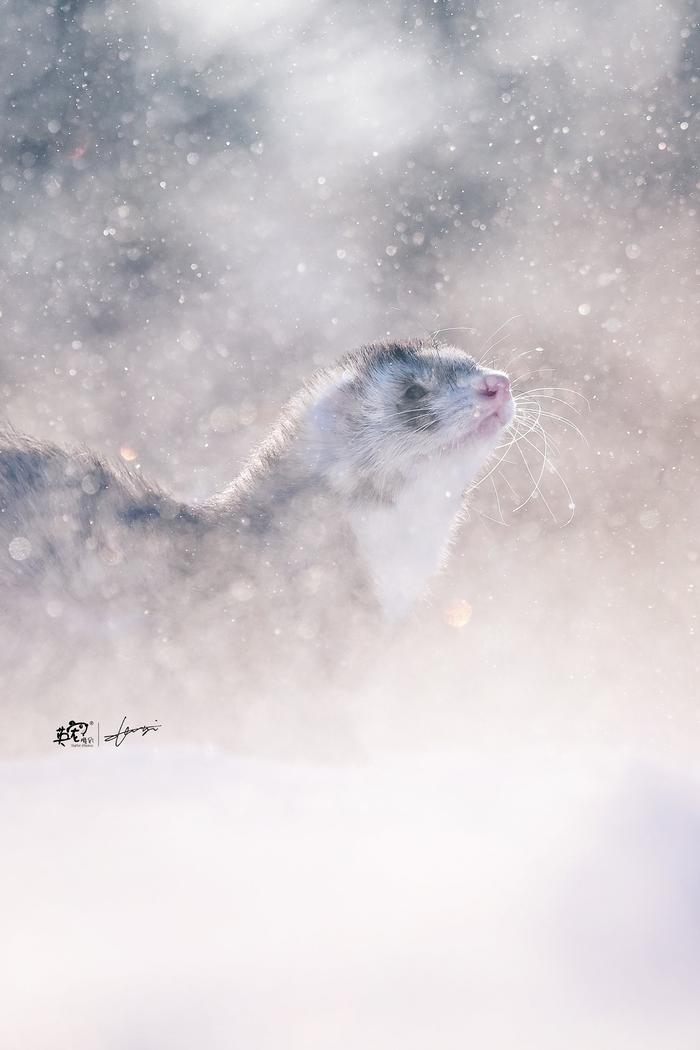 雪貂不愧是雪貂啊