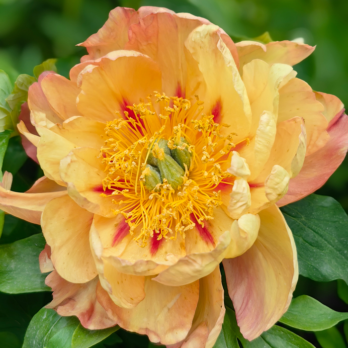 快上末班车,共赴芍药之约!