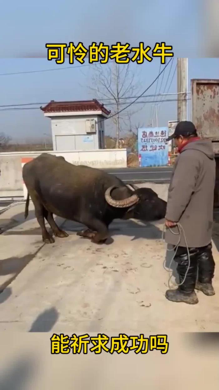 骑老水牛图片