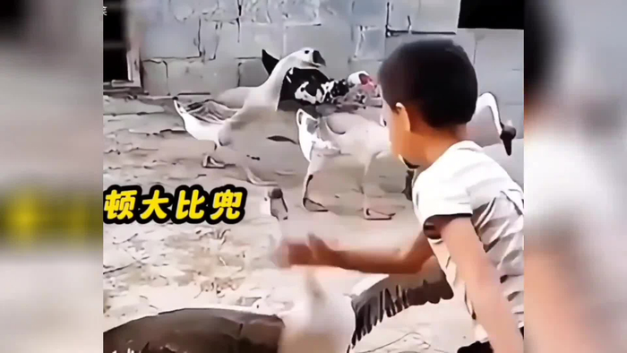 盘点熊孩子大战大鹅,有谁体验过被大鹅追的感觉,看一遍笑一遍