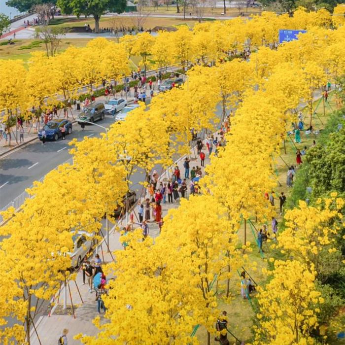 广州海傍黄花风铃图片