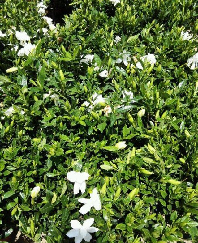 栀子花6大品种,选对了,养起来超省心!|雀舌|牡丹|叶子|叶片|盆景_新浪新闻