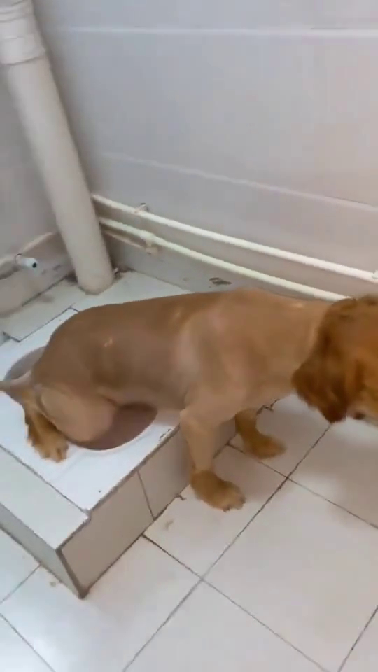 这狗子成老人精了自己都学会上茅房了我是不敢收留你了