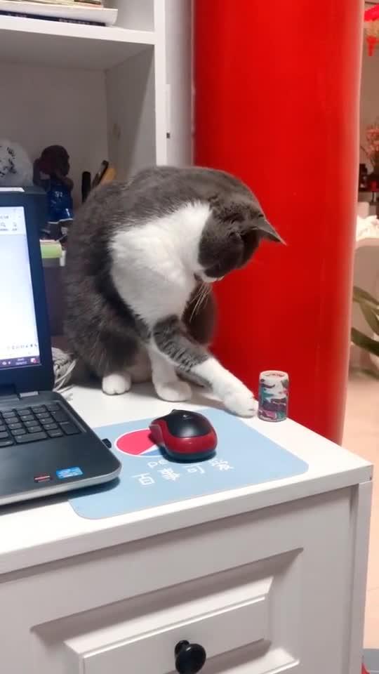 猫咪：主人发话了，我还是老老实实的吧！