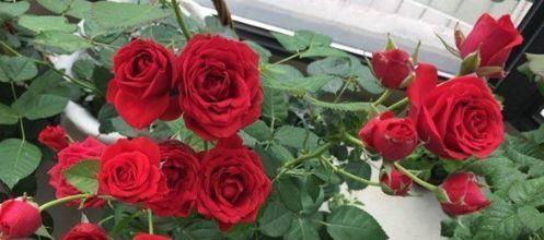 “传统玫瑰”永远的莫斯科，花色红艳，风姿绰约，可以说养花必备