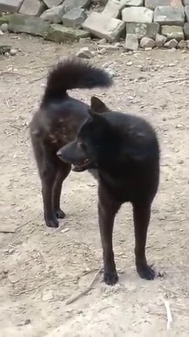 这是我家养的中华田园犬,都说黑狗辟邪驱邪,看看我家的大黑狗!