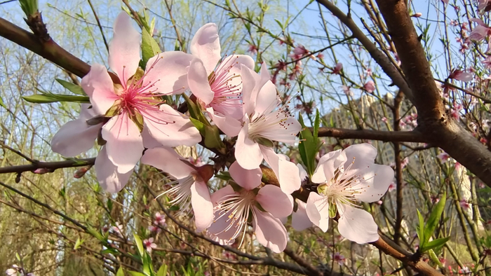 美丽吉安后河梦回庐陵景区桃花盛开景色迷人