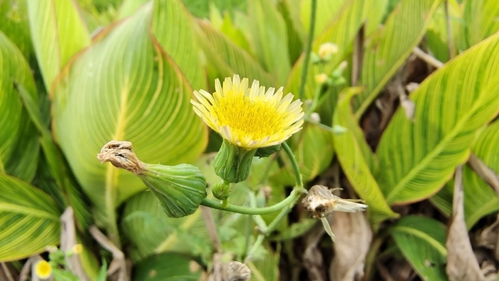 小花也可爱:"苦苣菜"欣赏