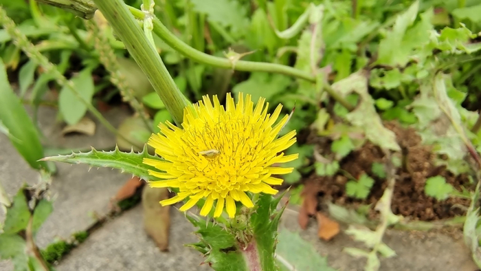 小花也可爱:"苦苣菜"欣赏