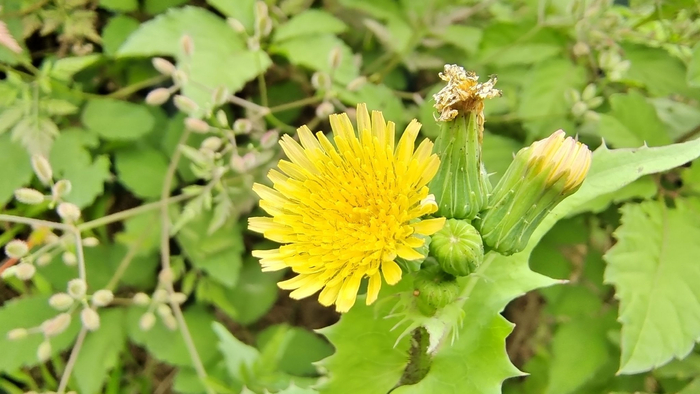 小花也可爱:"苦苣菜"欣赏