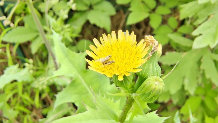 小花也可爱:"苦苣菜"欣赏