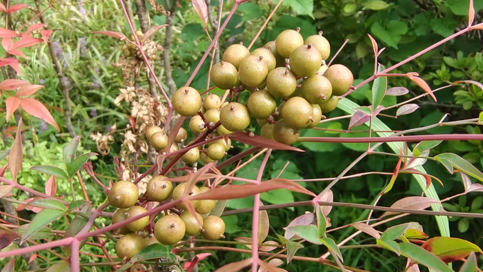 植物果实欣赏南天竹果实