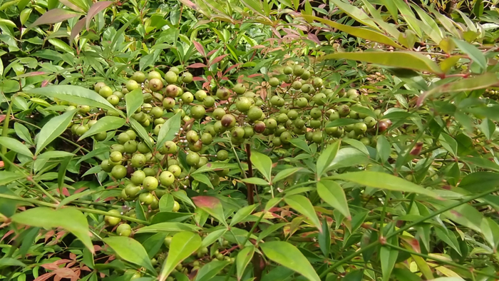 植物果实欣赏南天竹果实