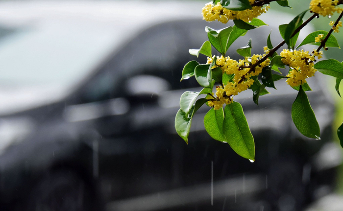 雨中村头桂花香,2023年09月30日,江苏无锡锡山区锡北镇斗山村.
