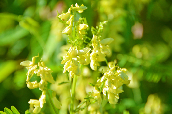 野生黄芪花,原创拍摄