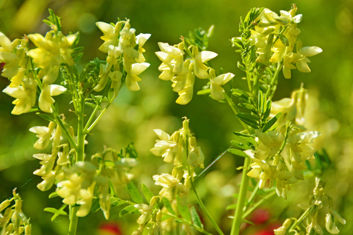 野生黄芪花,原创拍摄