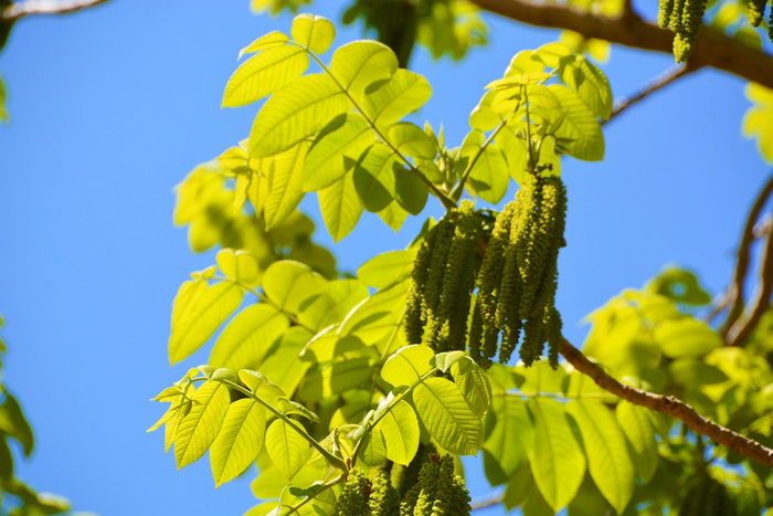 野核桃树花穗,原创拍摄