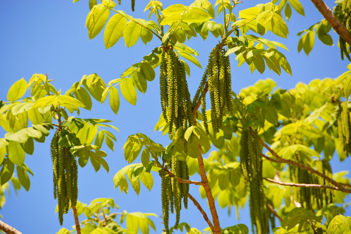 野核桃树花穗,原创拍摄